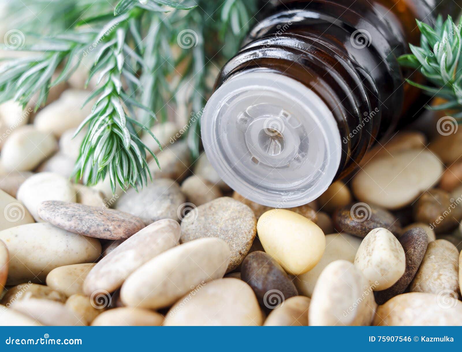 Целебная сила хвойного леса: как терпены и фитонциды улучшают здоровье и качество жизни