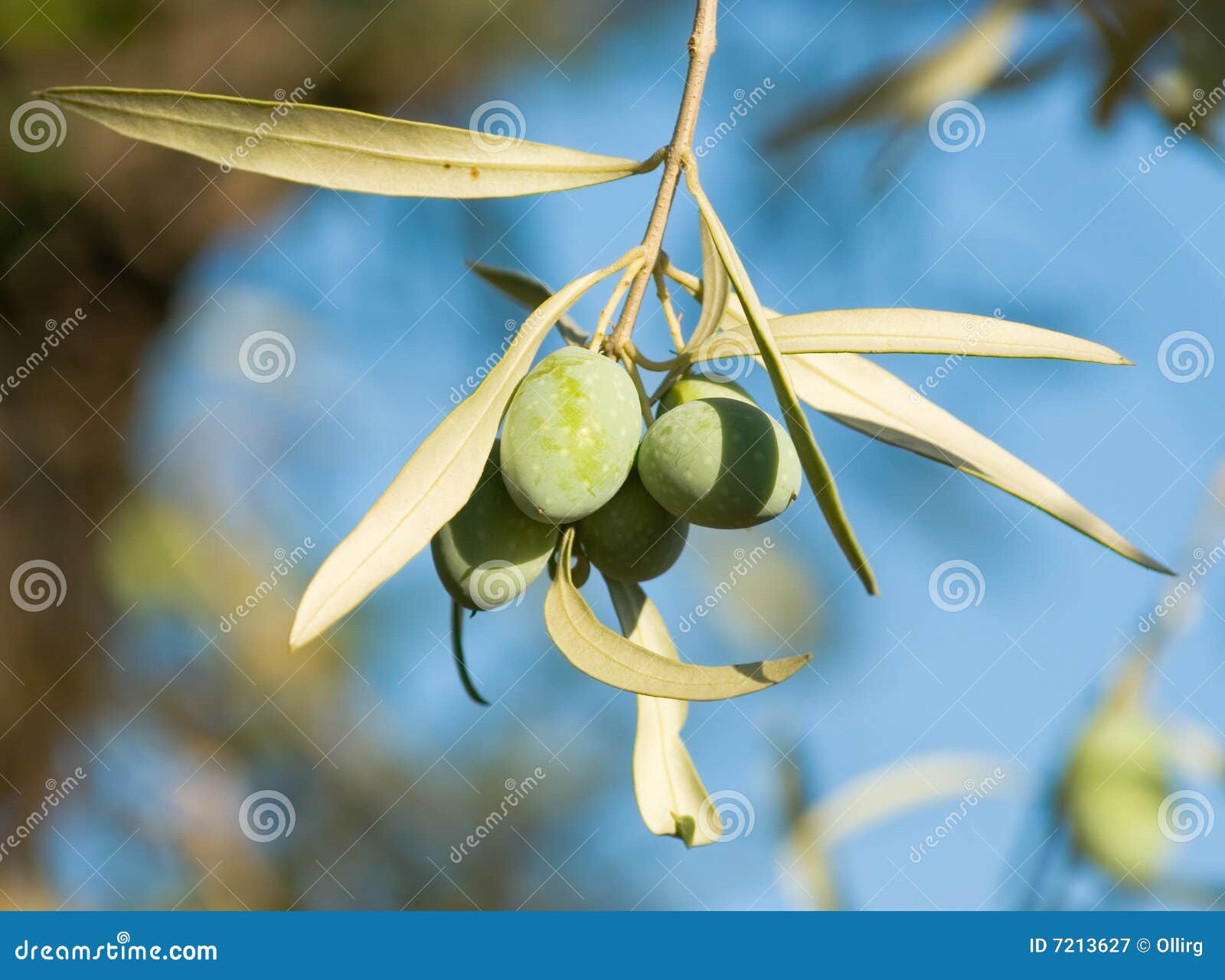 Small Branch Olive S Fruits Stock Image Image of fruits, season 7213627