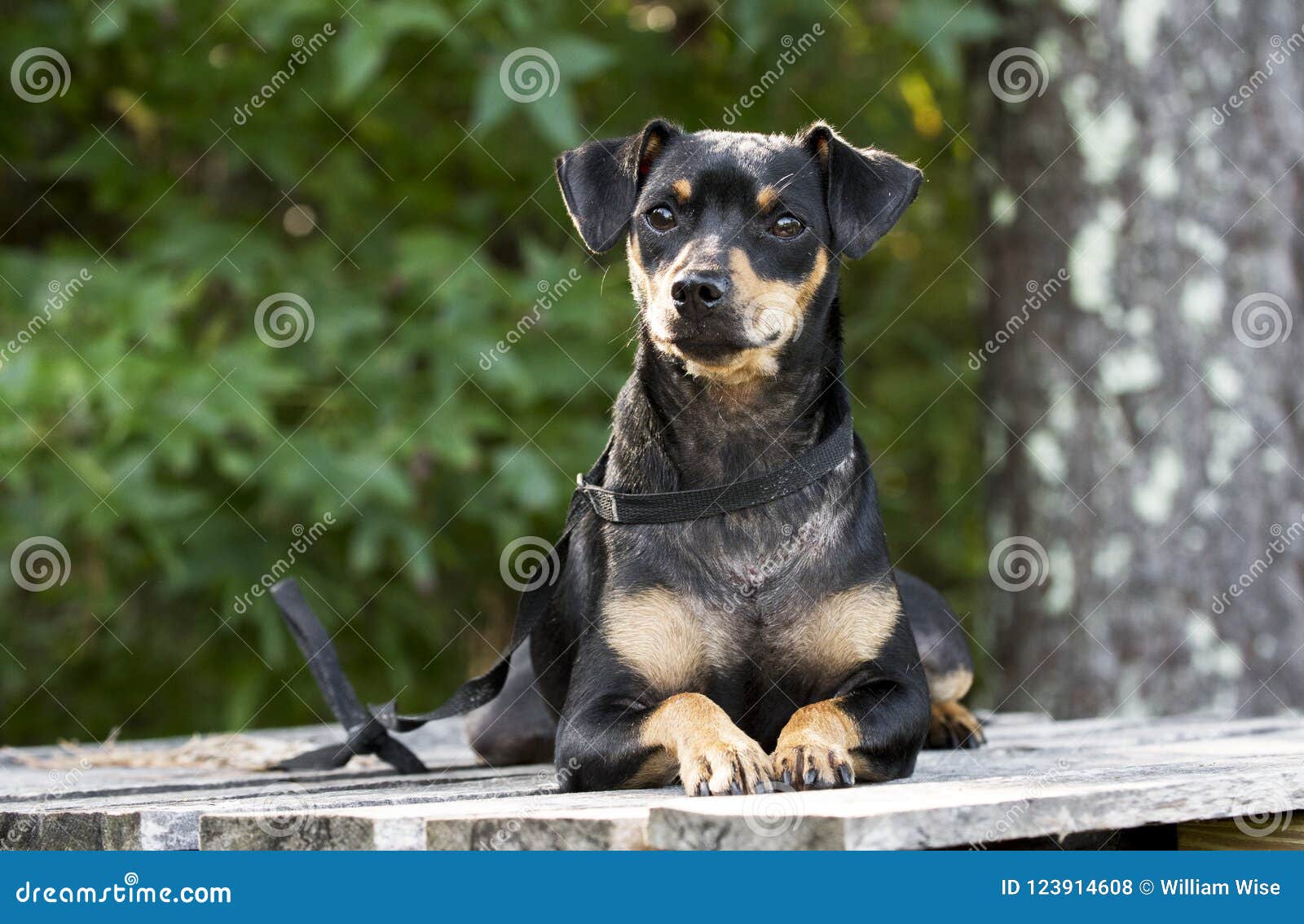 Miniature Pinscher Manchester Terrier Mixed Breed Dog Adoption Photo Stock Photo Image Of Mixed Breed 123914608