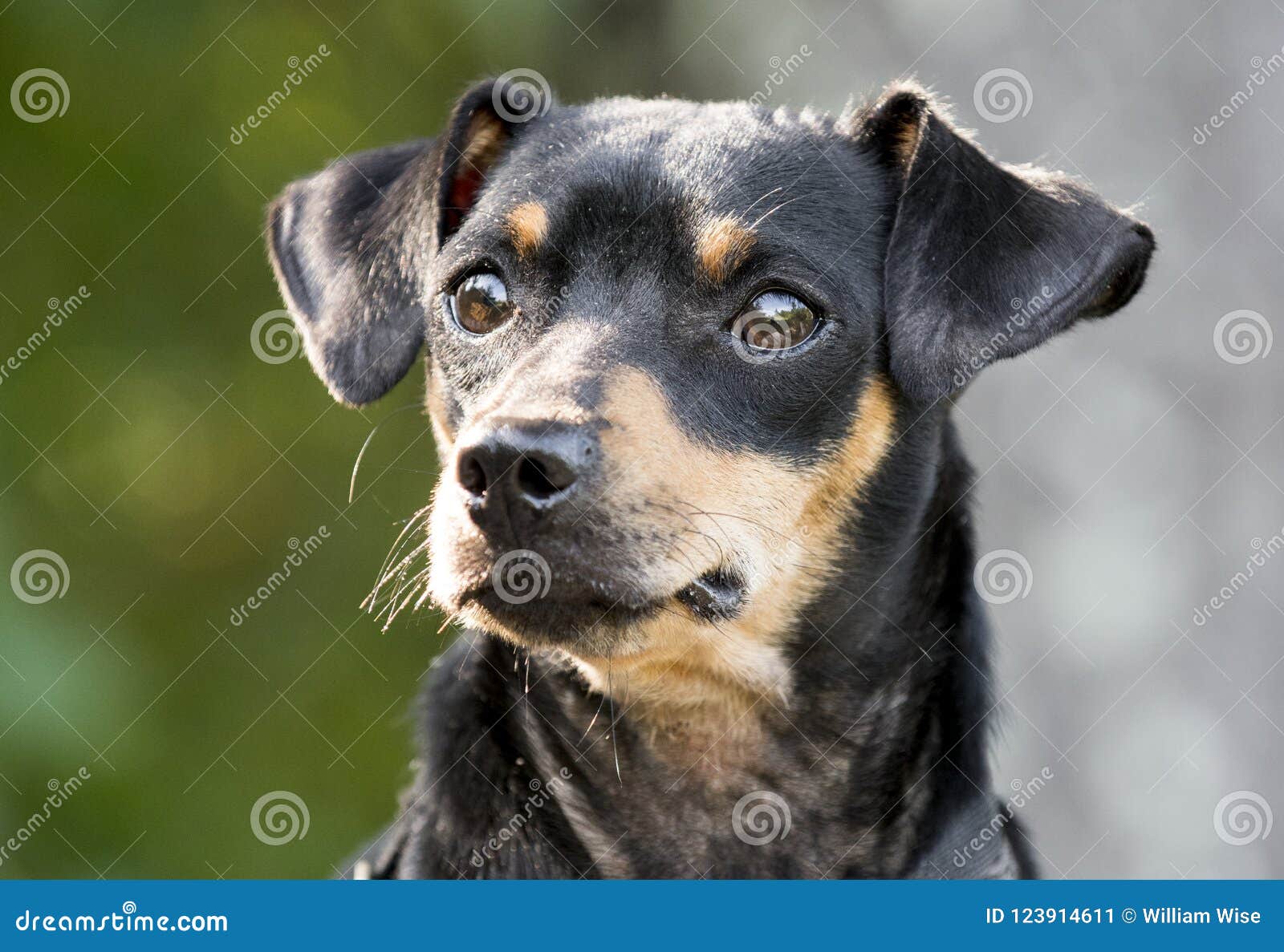 small mixed breed dogs for adoption