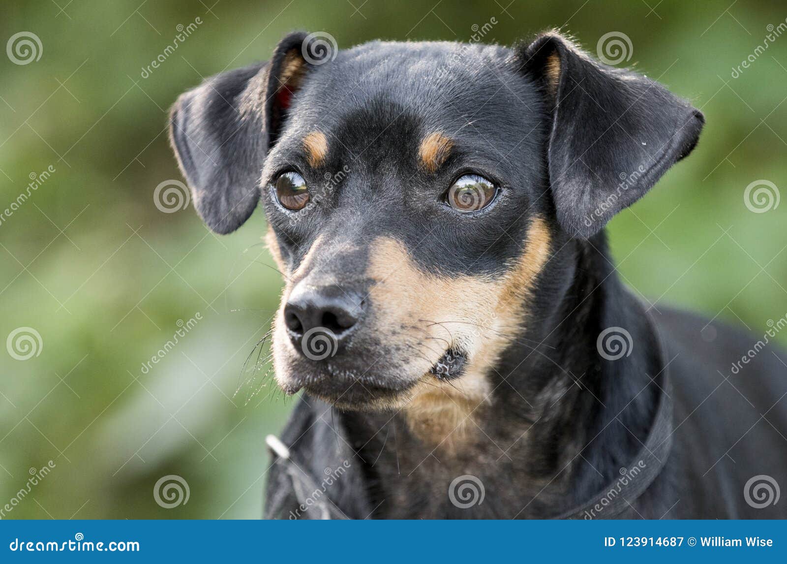 171 Manchester Terrier Dog Photos Free Royalty Free Stock Photos From Dreamstime