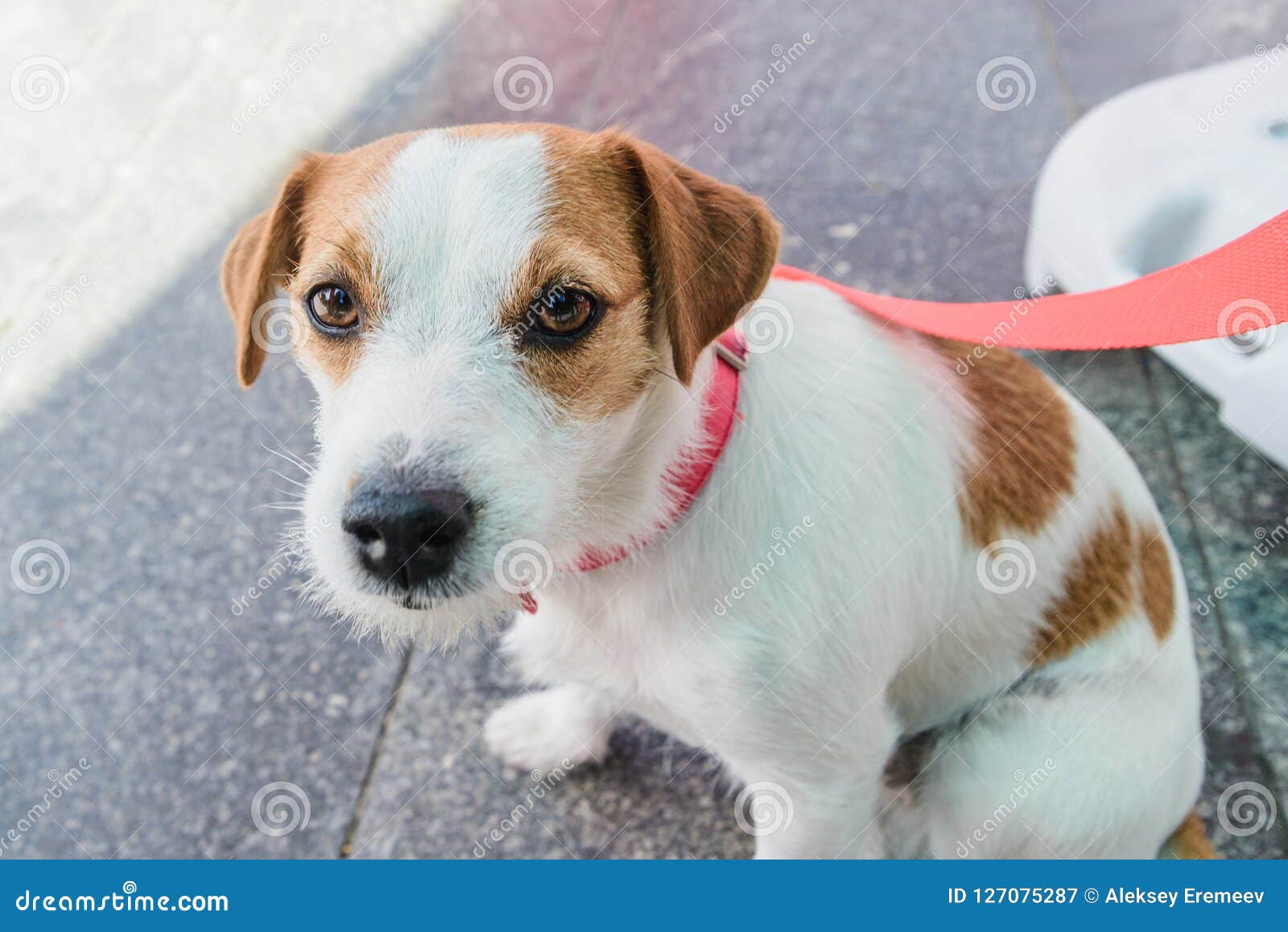 Small Breed Dog Jack Russell Stock Image Image of motion, parson