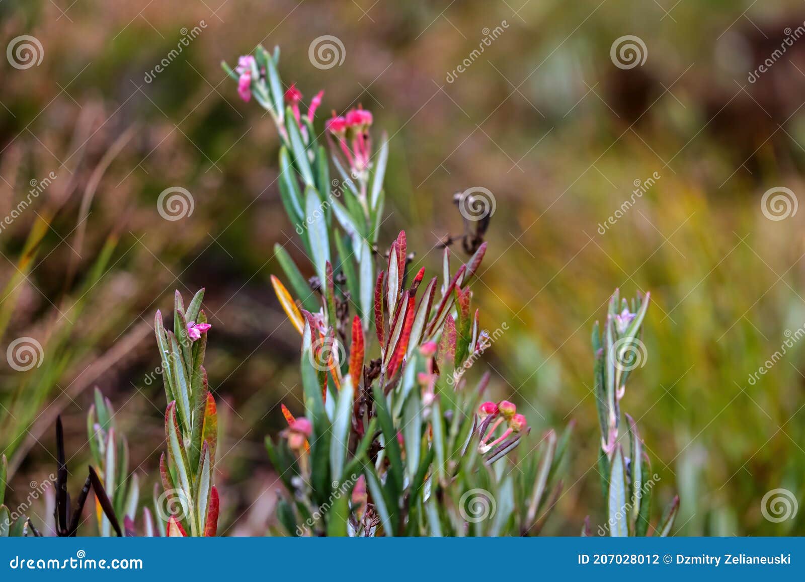 Small Bright Plants Grow in the Swamp in Autumn Stock Photo Image of