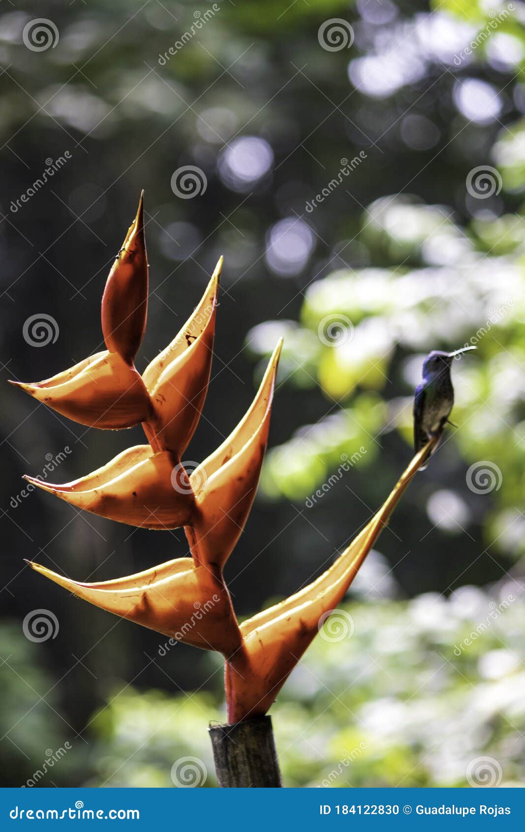 small, brightly colored bird, the long and thin beak, which allows it to feed on the nectar of flowers, short legs and long wings