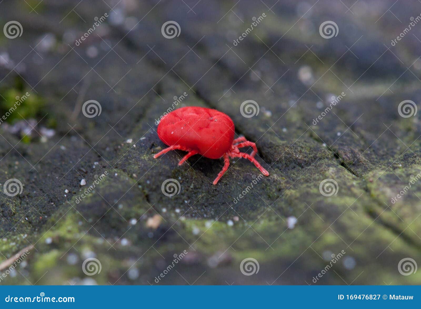 small brightly coloured red mite