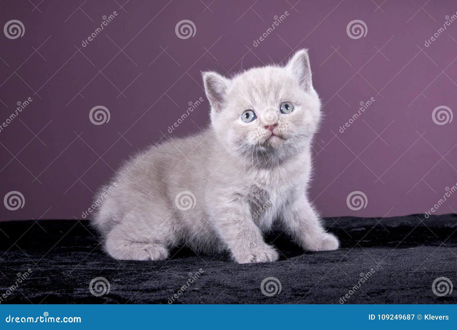 the small british kitten sitting on a black fabric