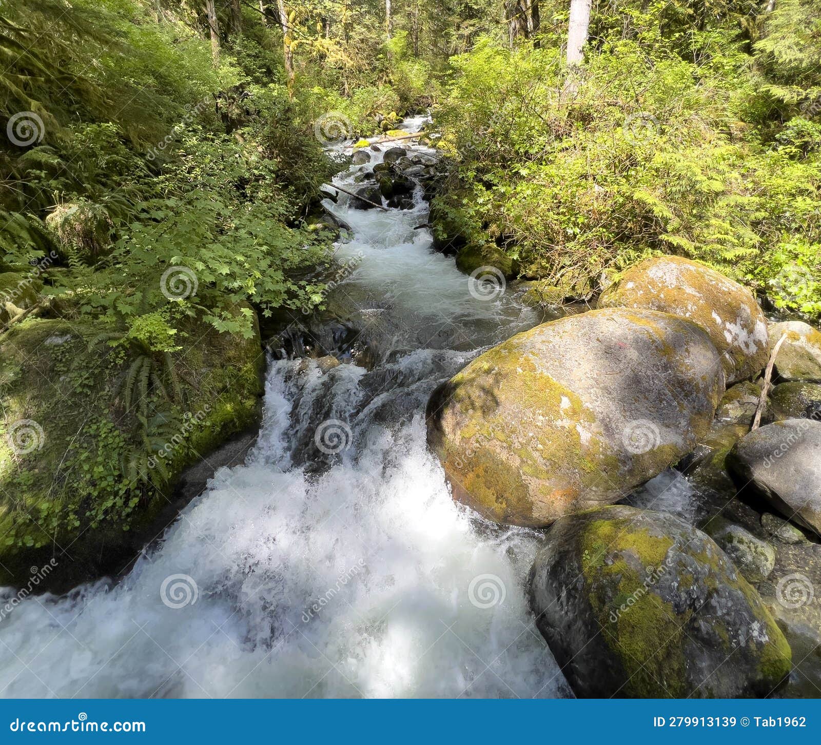 Small Brook with Little Water Falls in Washington State Stock Image