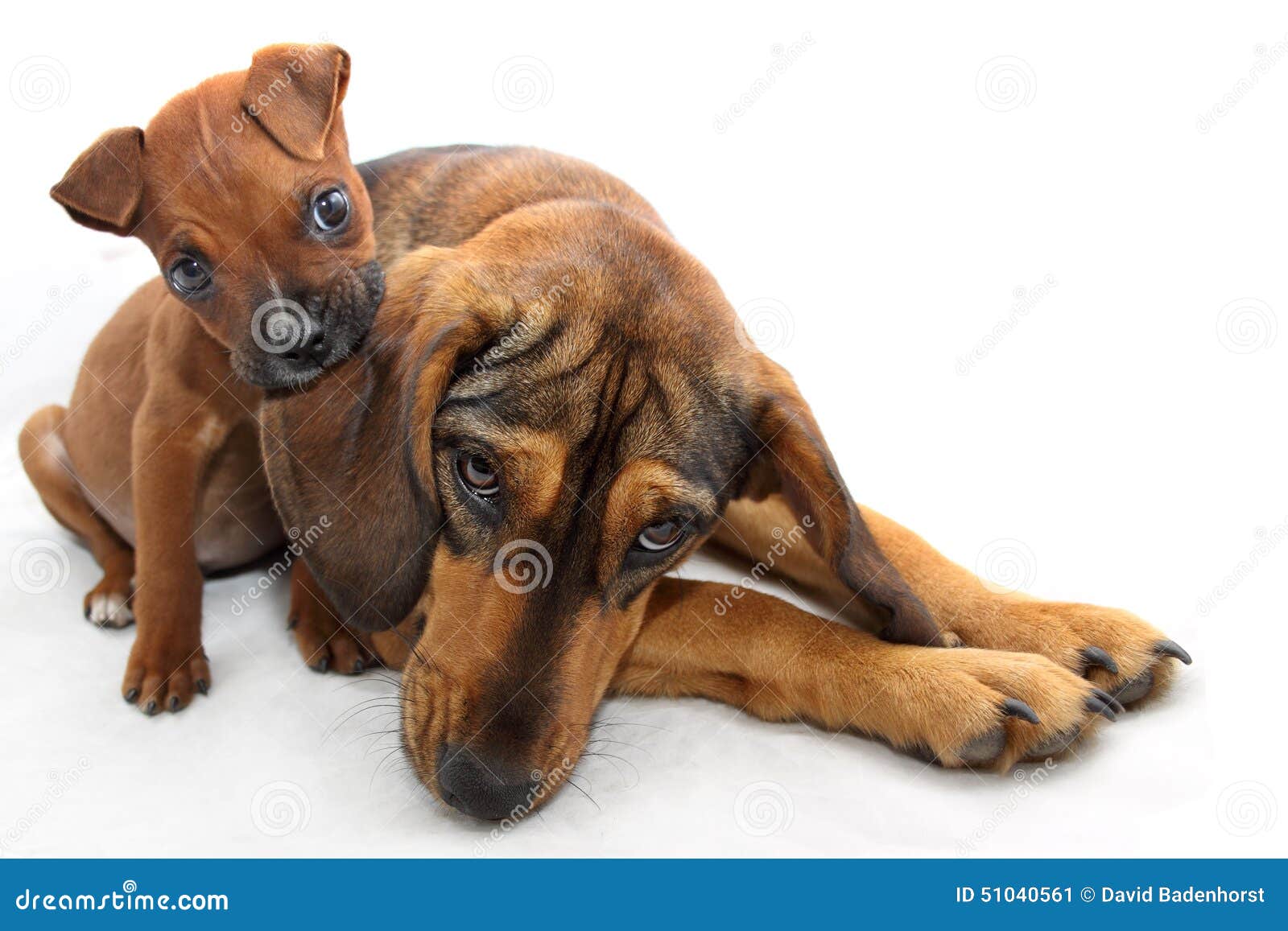 Small Brown Boxer Biting the Ear of a Large Dog Stock Image Image of