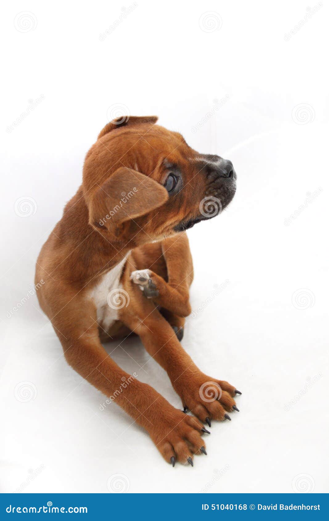 small brown boxer dog with flea irritation