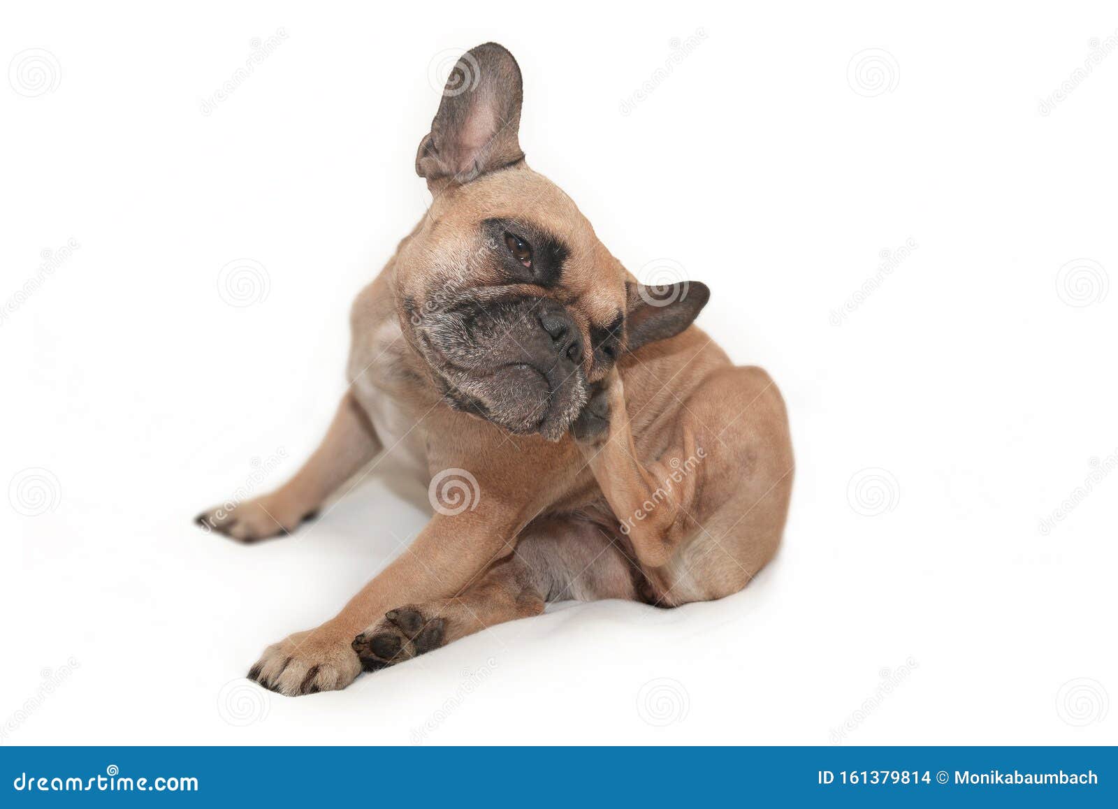 Small Brown French Bulldog Dog With Skin Allergies