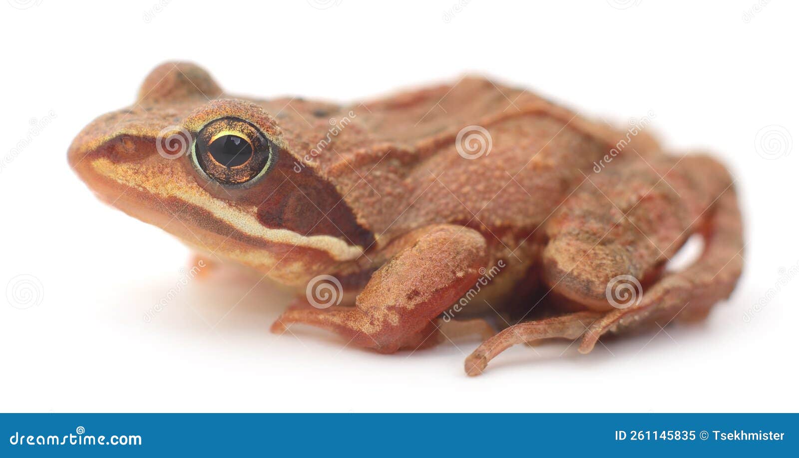 Small brown frog stock image. Image of sitting, small - 261145835
