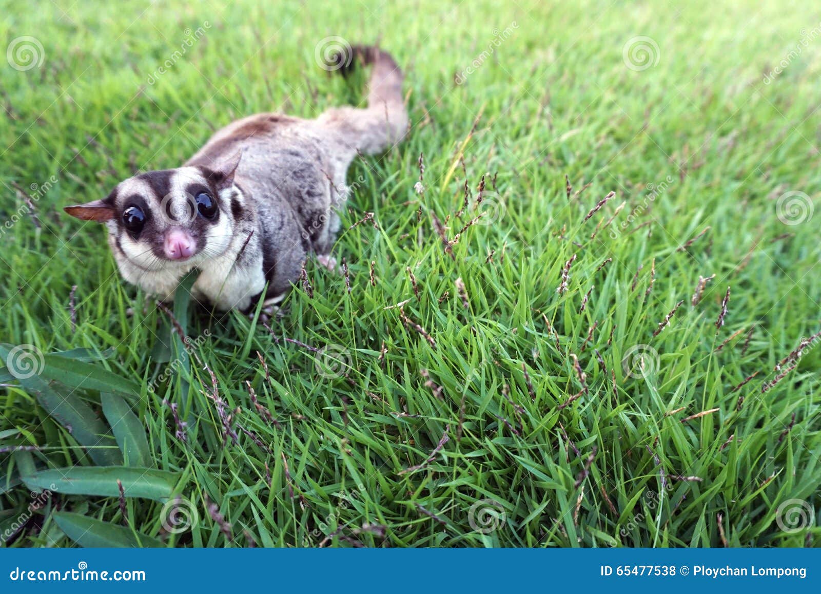 small brown furry sugar glider playing by herself