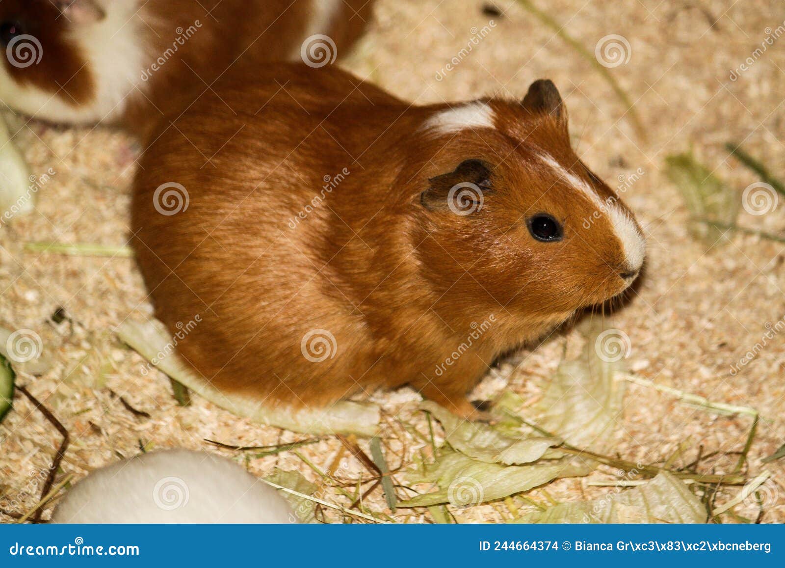 A Small Brown Guinea Pig in the Barn Stock Photo Image of haystack