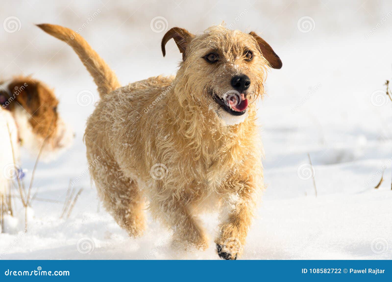 A Small Brown Jack Russell Terrier Dog is Playing Around in a Meadow Where is a Lot of Snow in the Winter. Stock Photo - Image of park, healthy: 108582722