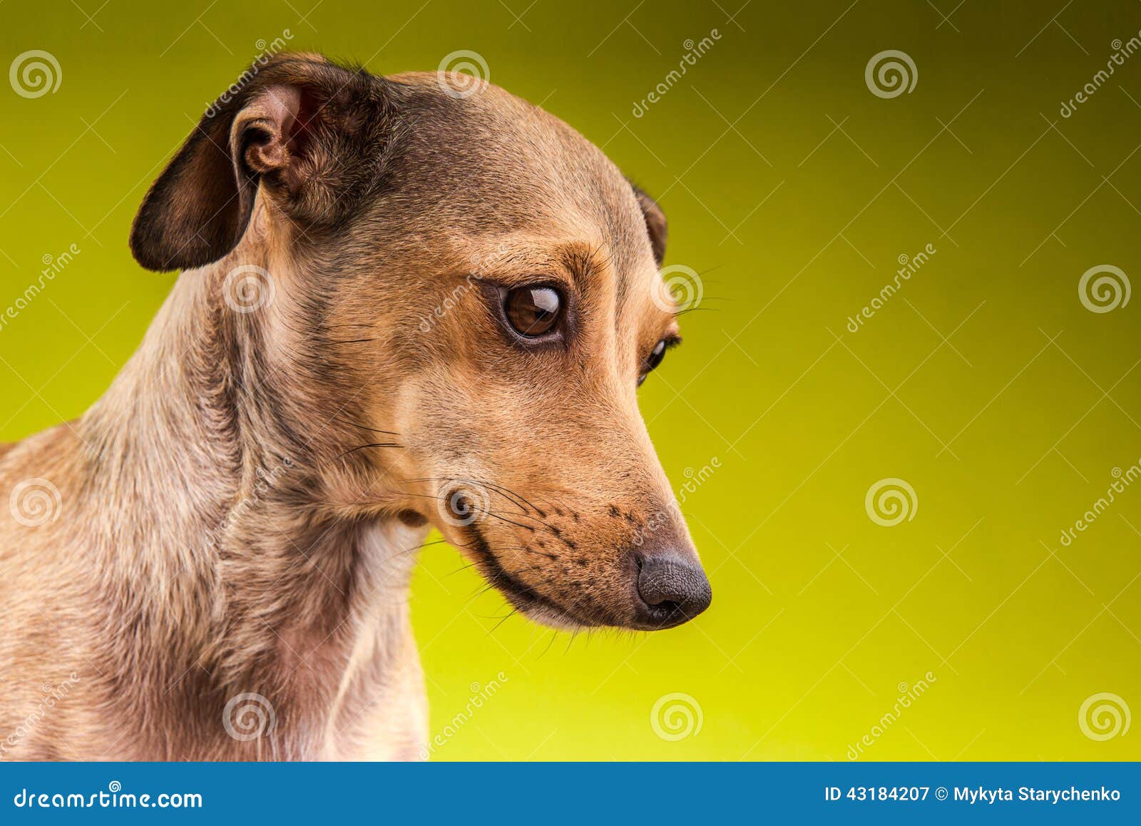 Small Brown Short Hair Dachshund Dog Stock Image Image Of