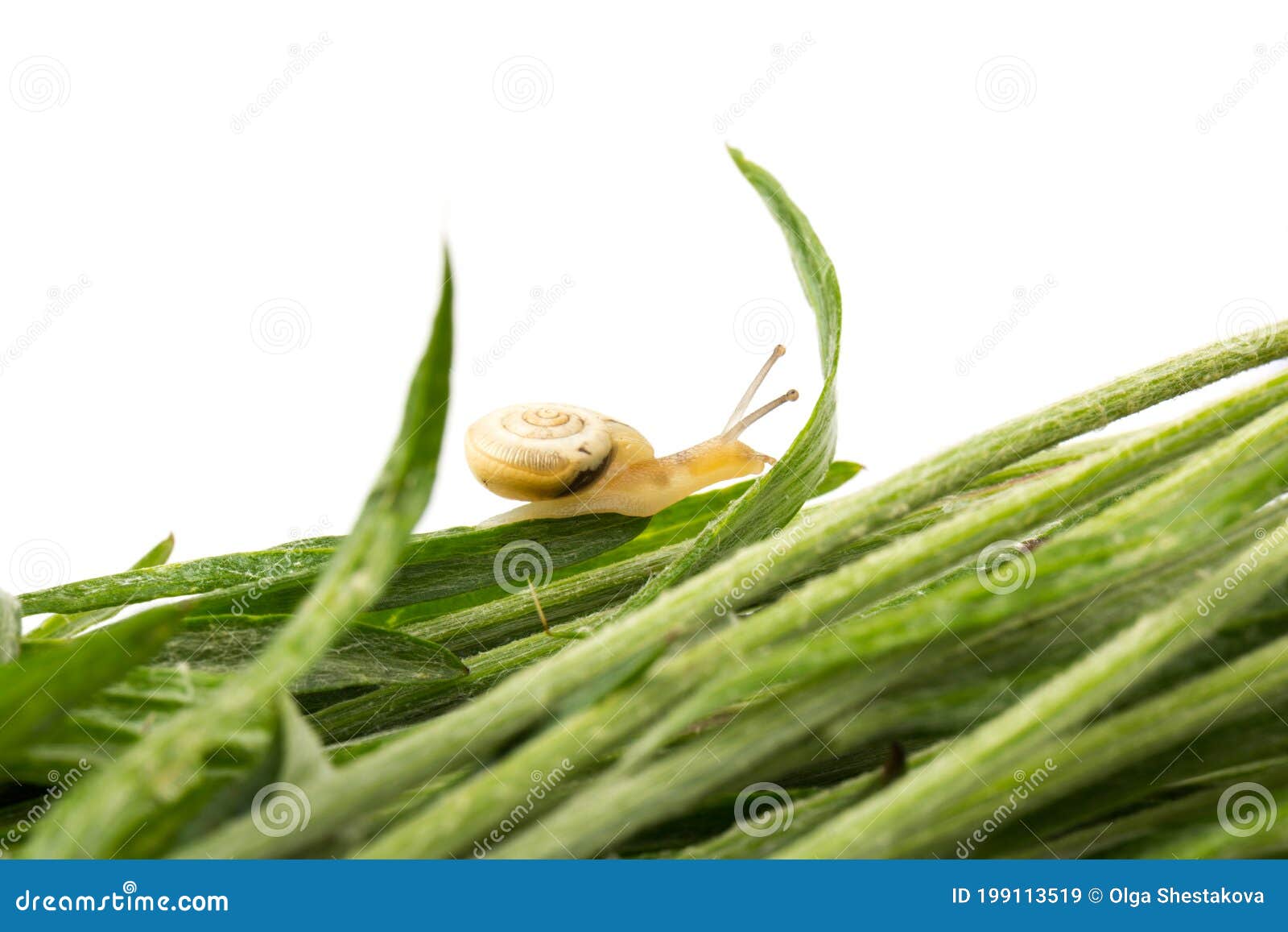 small brown snail and green grass, on white background. animal shell.  concept of natural respectful facial and body care with