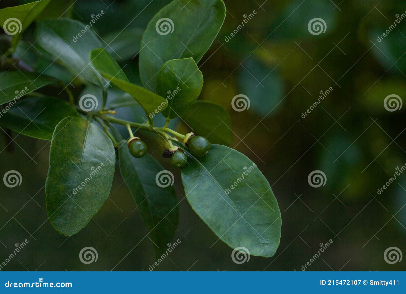 Small Budding Ruby Red Grapefruit Citrus Ã— Paradise on a Tree Stock