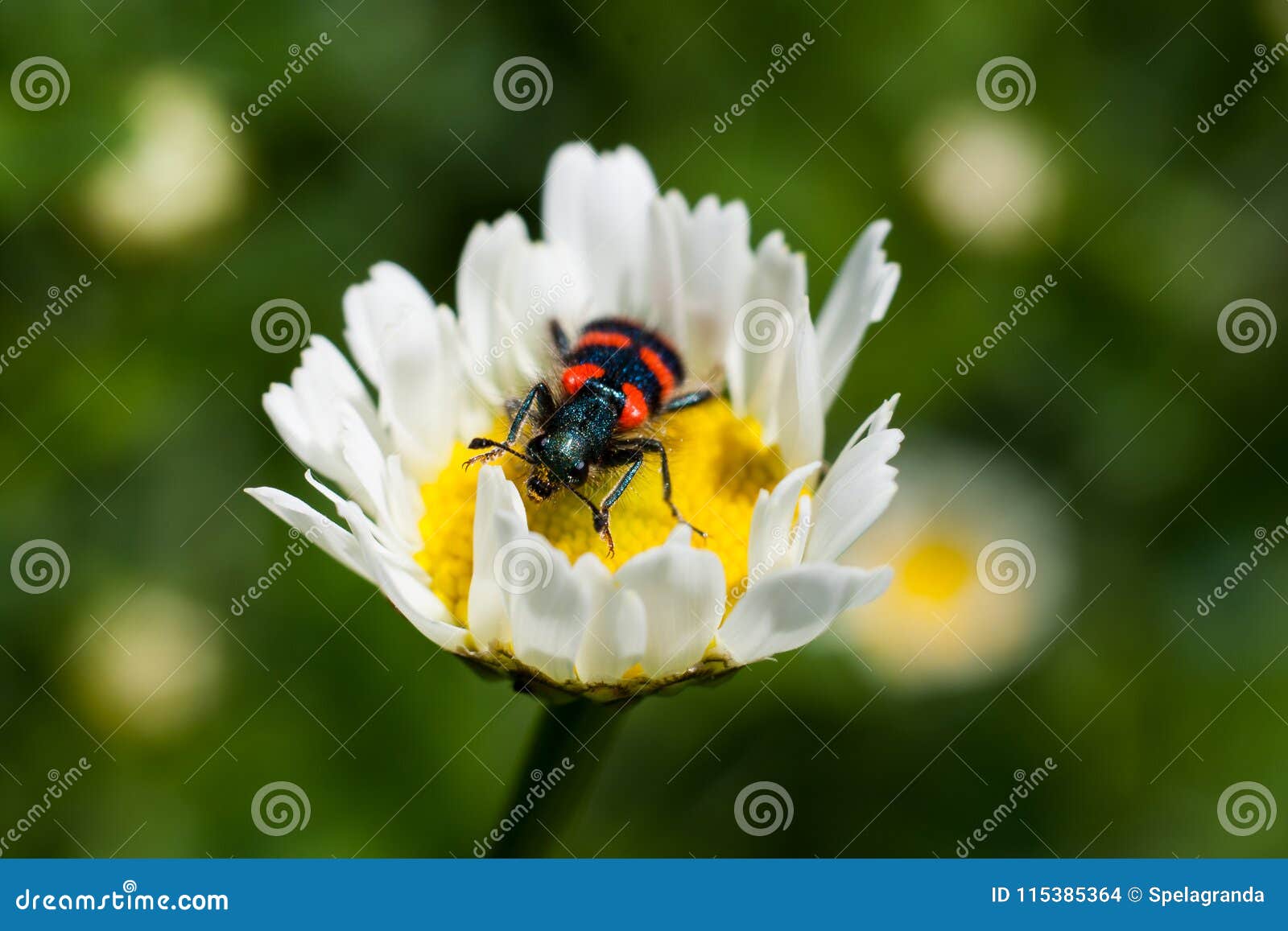 pix Little Black Bug With Red Stripes https www dreamstime com small bug red black stripes single striped trichodes beetle feeding young daisy flower grass meadow image115385364