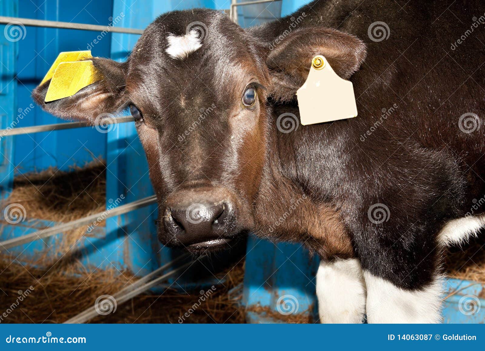 Small Bull Calf with Surprised Look Stock Image - Image of black, farm ...