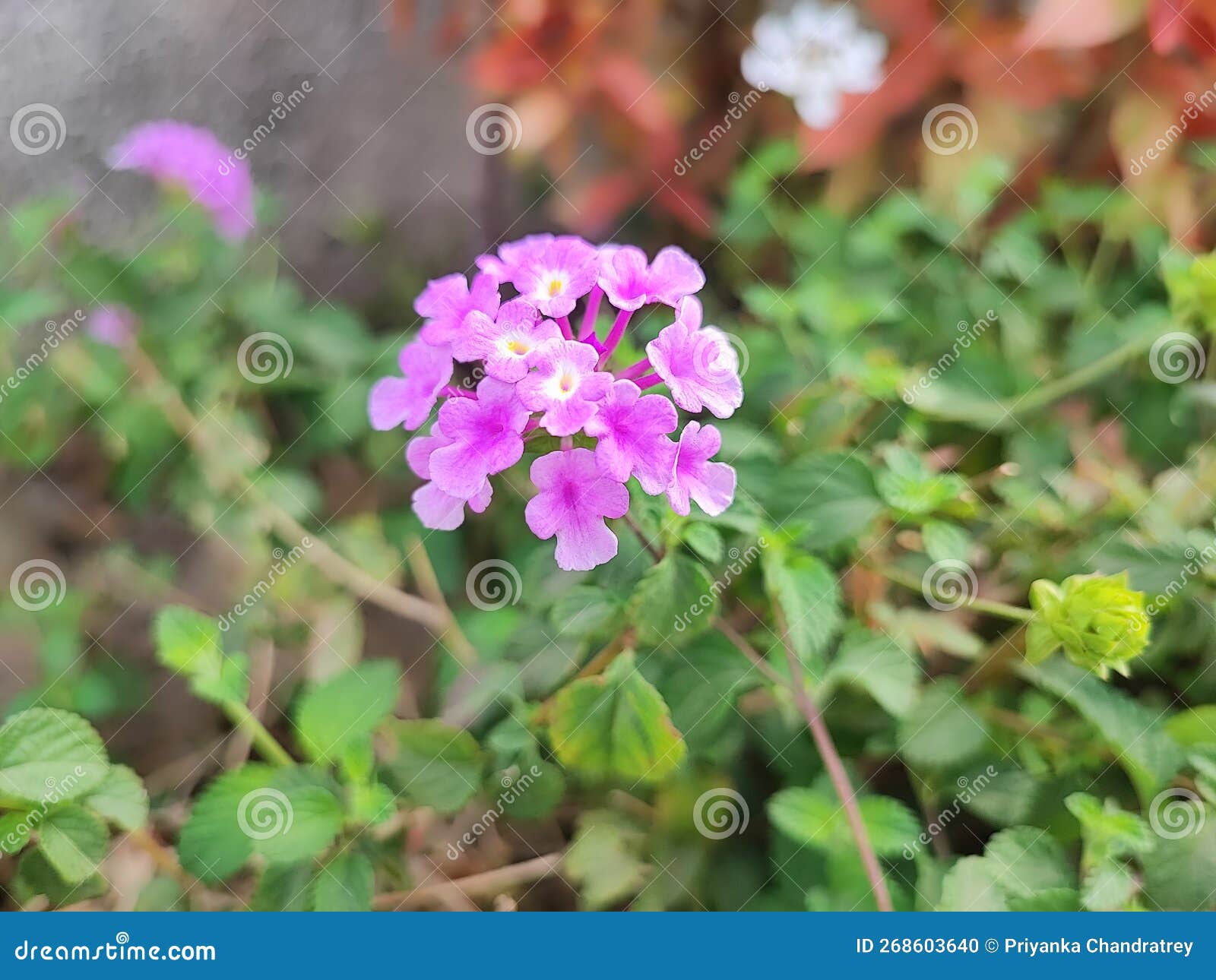 A Small Bunch of Purple Ultraviolet Colored Wild Flowers Stock Photo