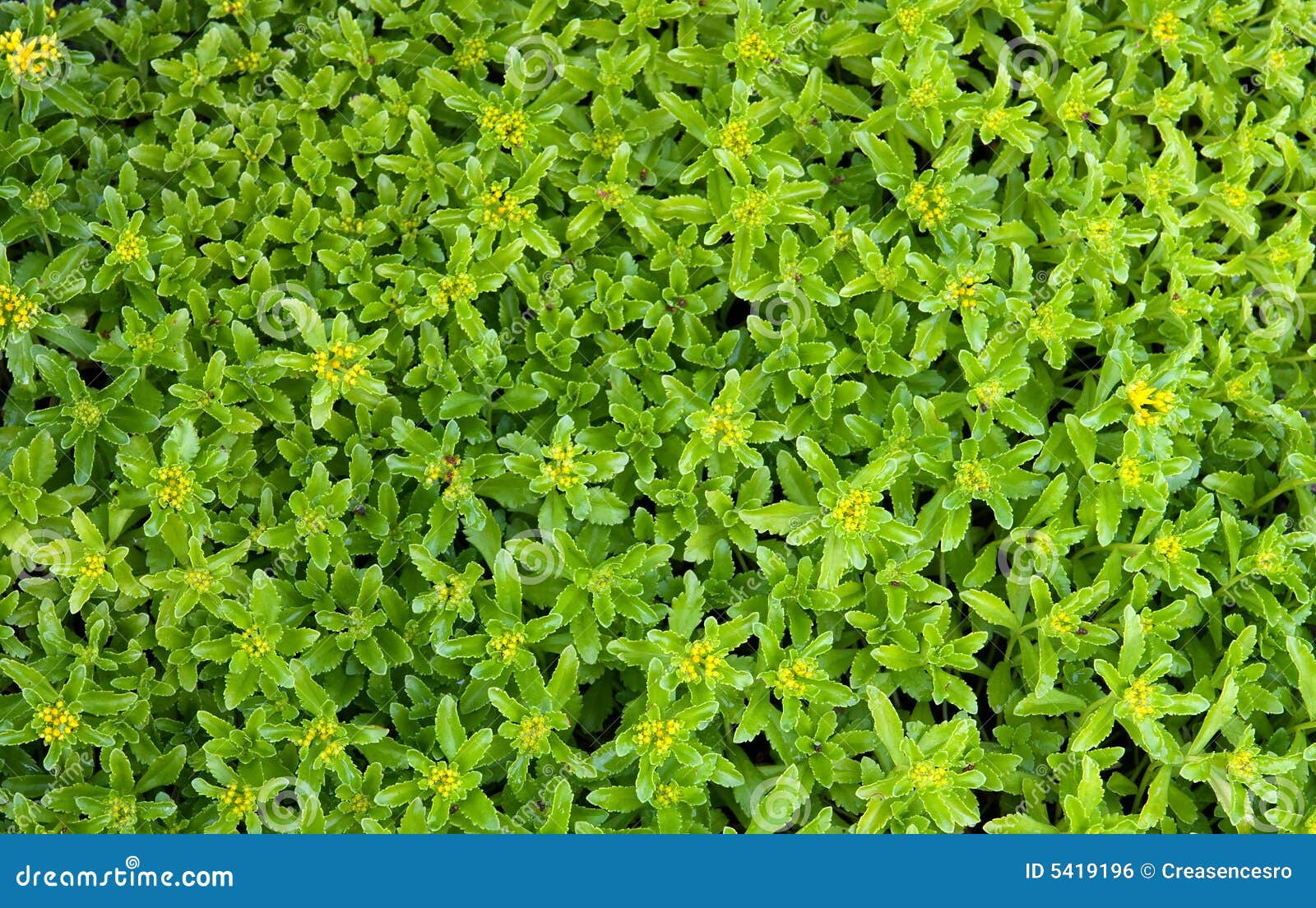 Small bush leaves stock photo. Image of clean, flowers 5419196
