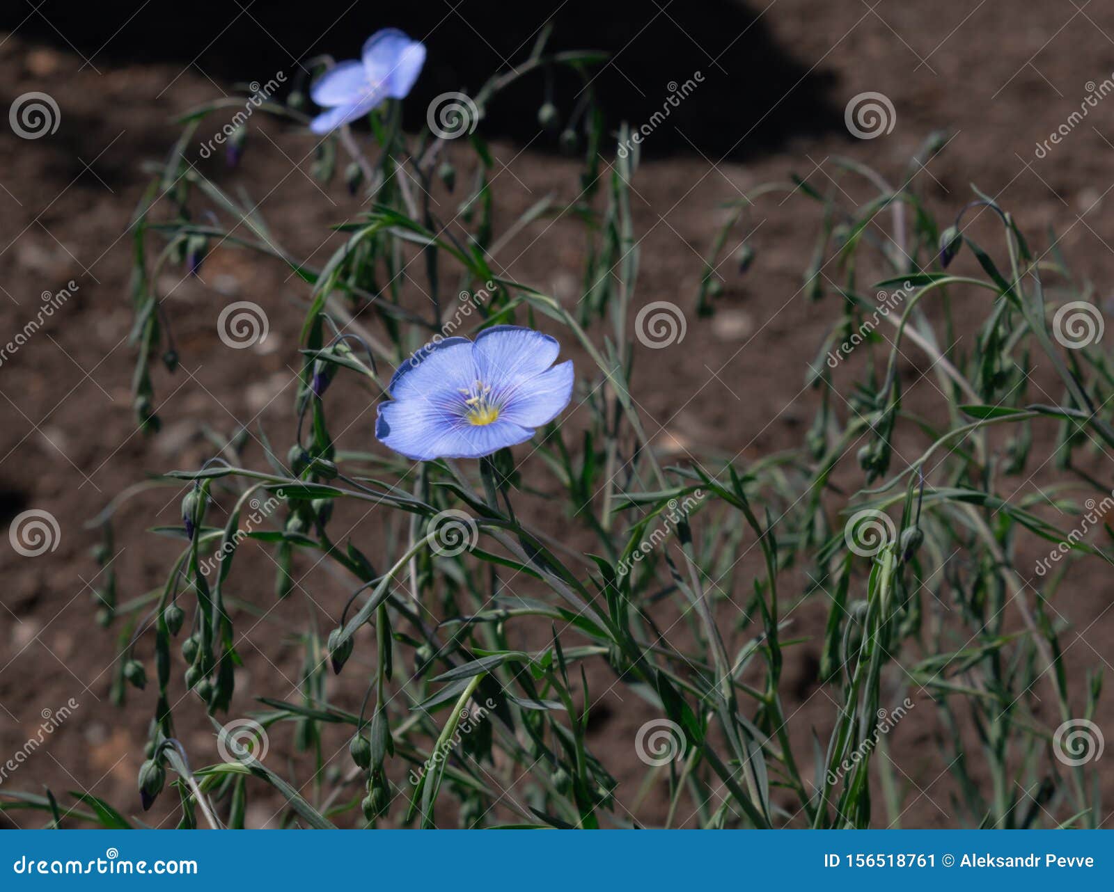 small bush linum perenne with buds and blooming blue flowers