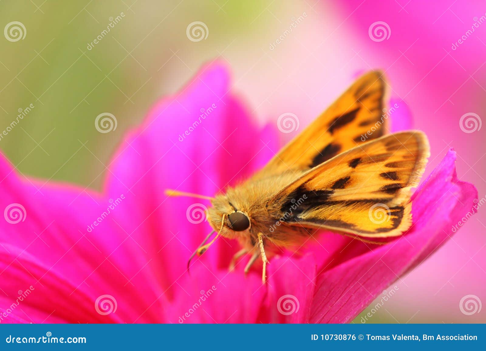 Small butterfly stock photo. Image of bright, brilliant 10730876
