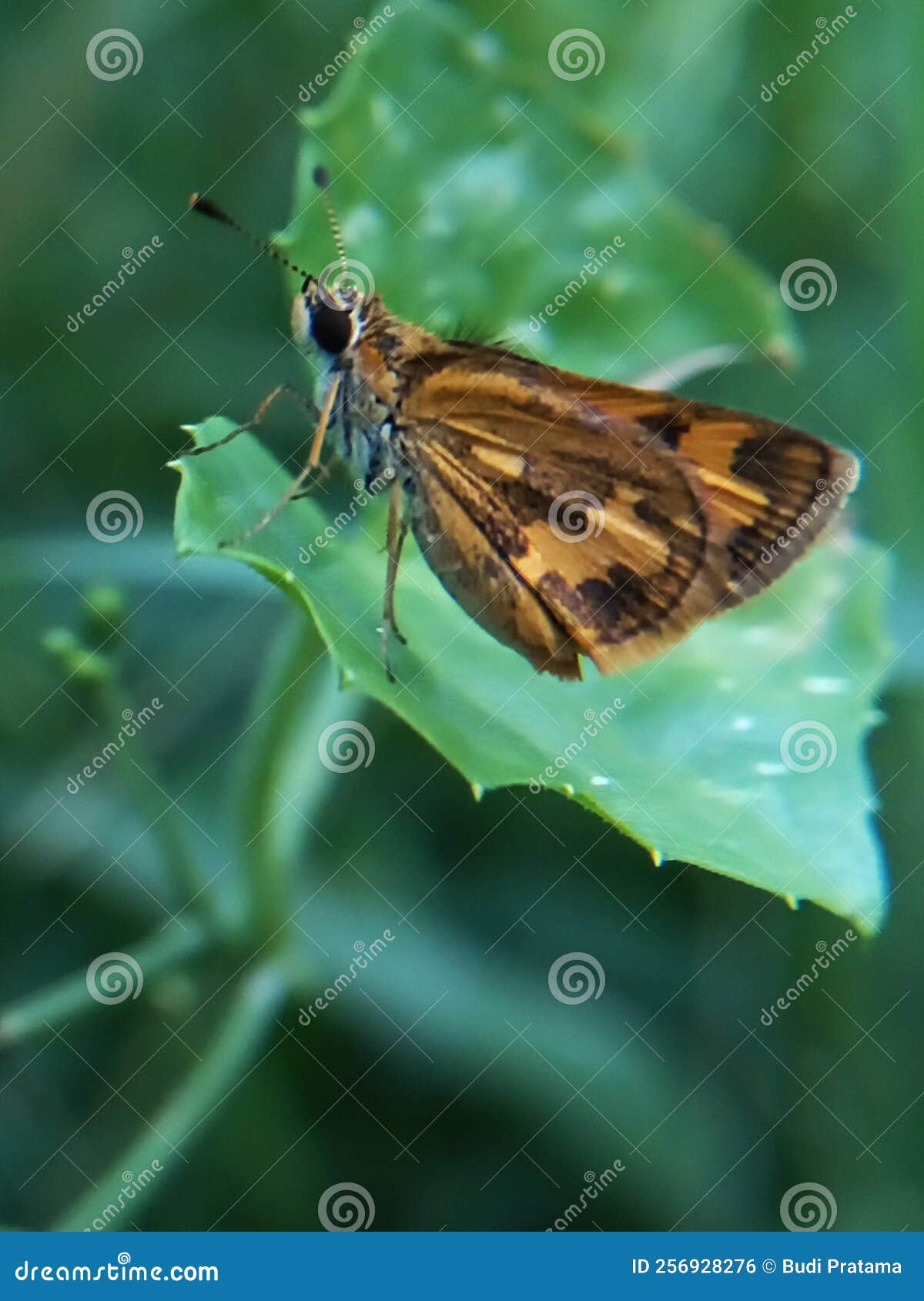 A Small Butterfly with a Dull Color. Stock Photo Image of small, color 256928276