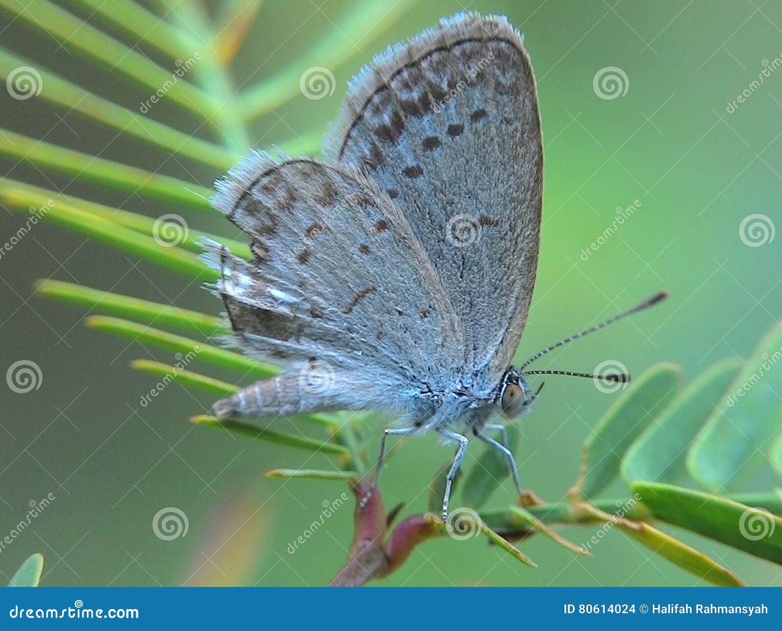 Small Butterfly stock photo. Image of looking, bright 80614024