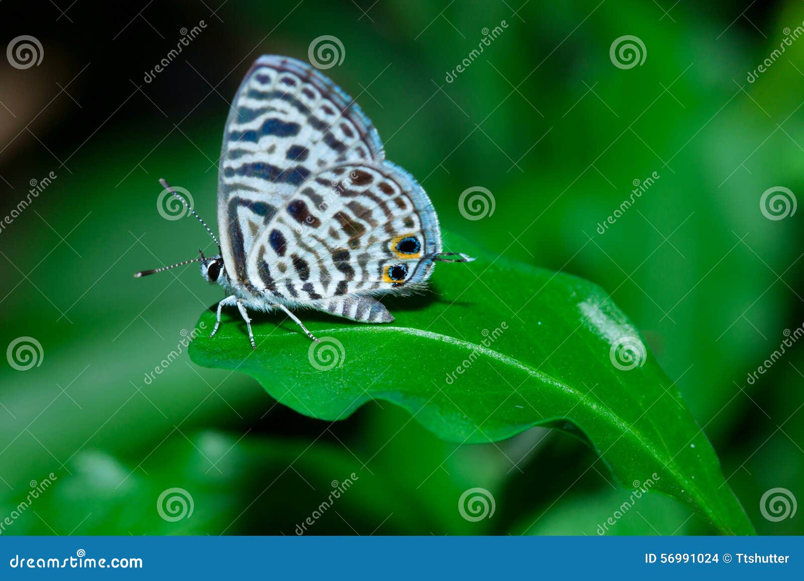 Small butterfly stock photo. Image of greenery, closeup 56991024