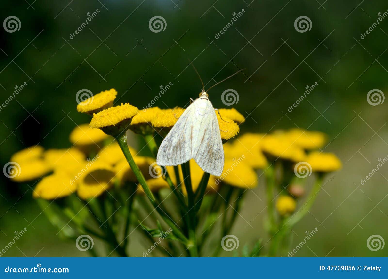 Small butterfly stock photo. Image of dandylion, close 47739856