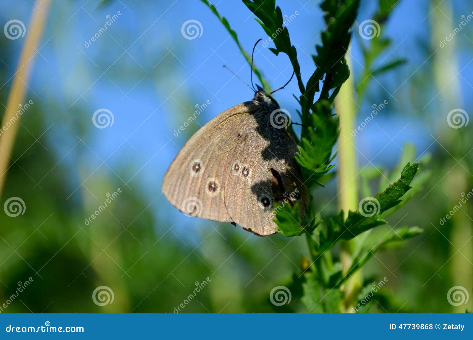 Small butterfly stock photo. Image of nature, butterflys 47739868
