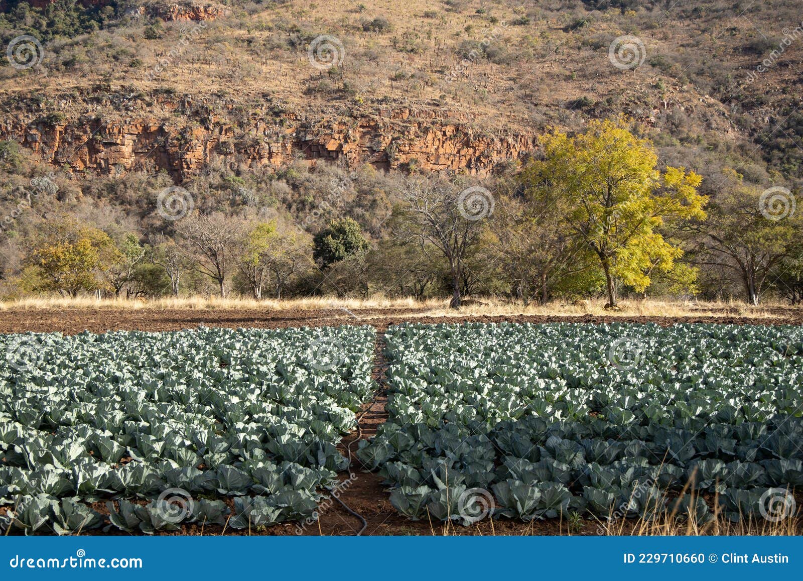 Small Cabbage Plantation in South Africa 1 Stock Photo Image of rural