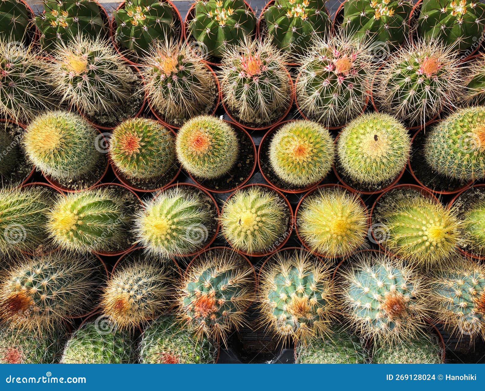Small Cacti and Succulent Plants in Cactus Garden Shop Stock Photo