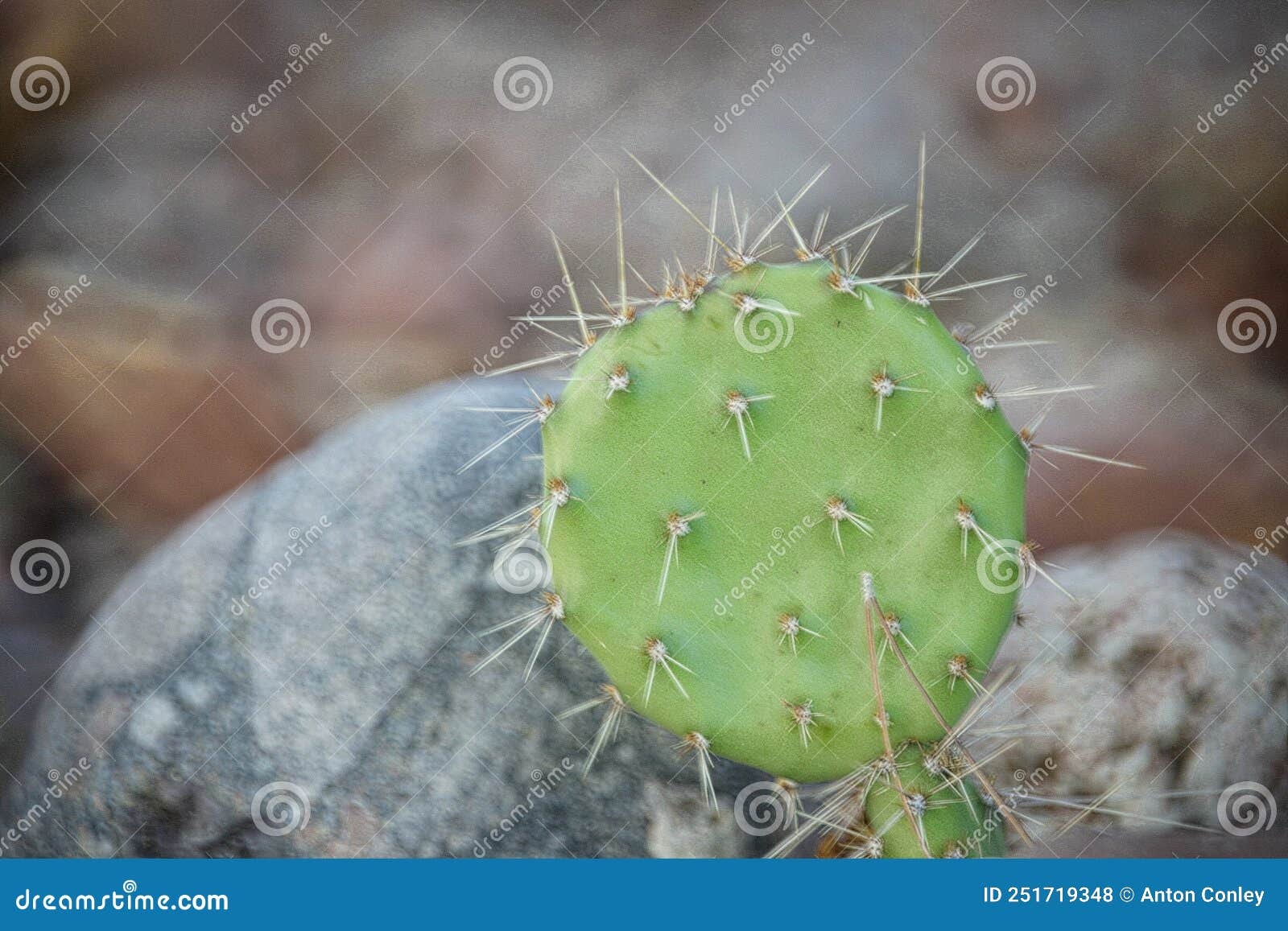 A Small Cactus Growing in El Paso, Texas Stock Photo Image of