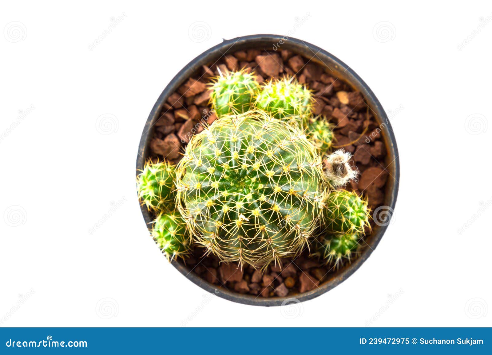 Small Cactus Houseplant in Pot Stock Image Image of plant, botanic