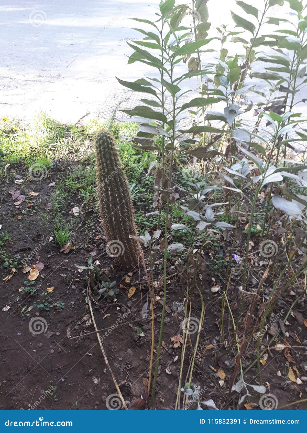 small cactus plant