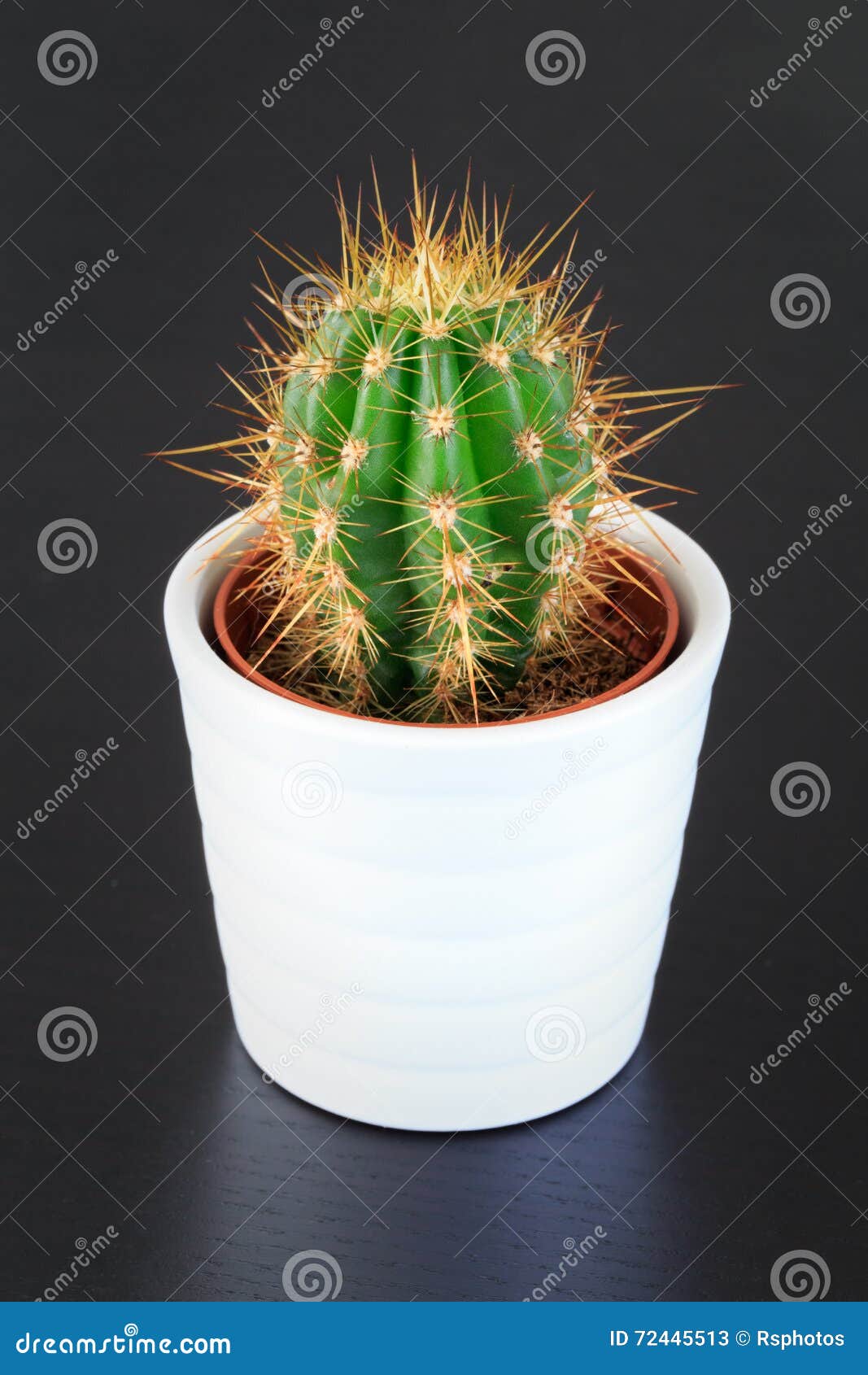 Small cactus plant stock image. Image of decoration, white 72445513