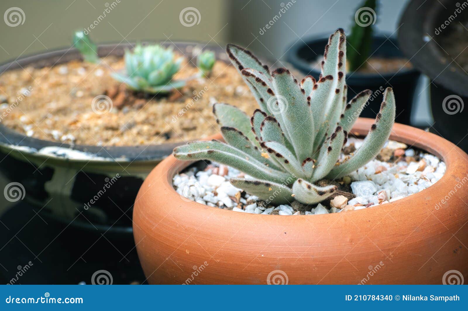 Cactus Plants in Clay Pots with Gravels in the Backyard Stock Photo