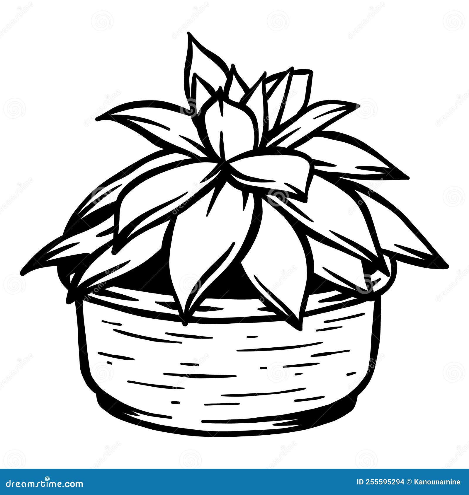 small cactus in pot-  hand drawnaloe plant on pot -  hand drawn - out line