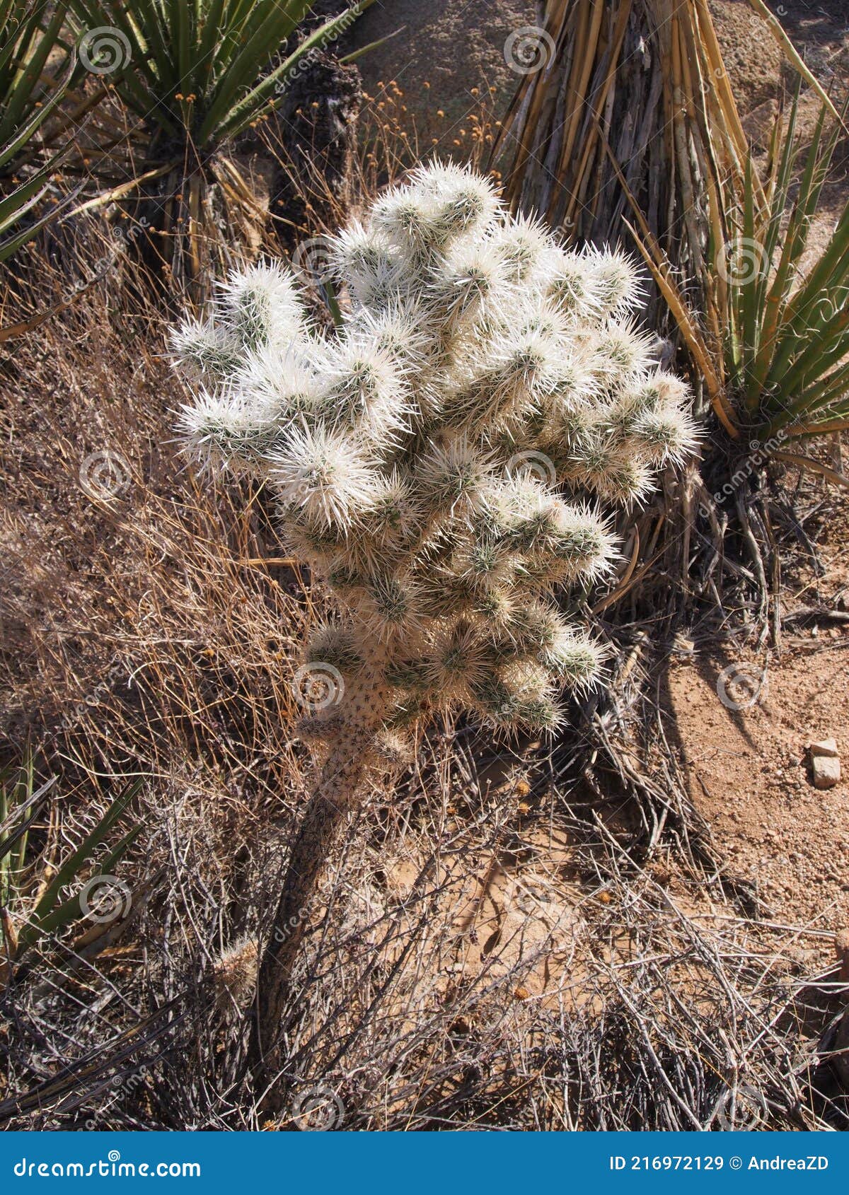 small cactus with white blooms, joshua tree national park, california