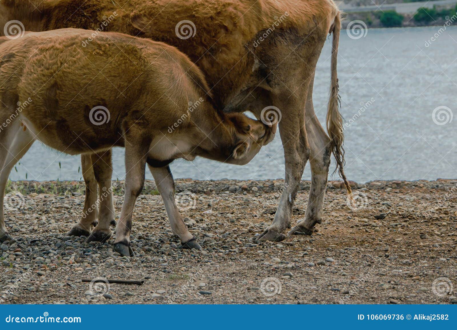 Small Calf Drinks Milk from the Cow Stock Photo Image of field