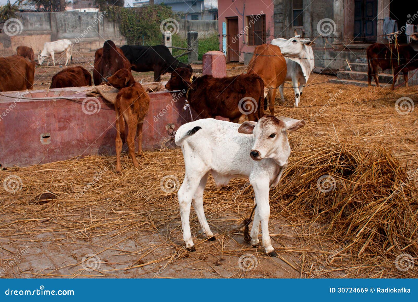 small calf and other animals in a rustic barn royalty free
