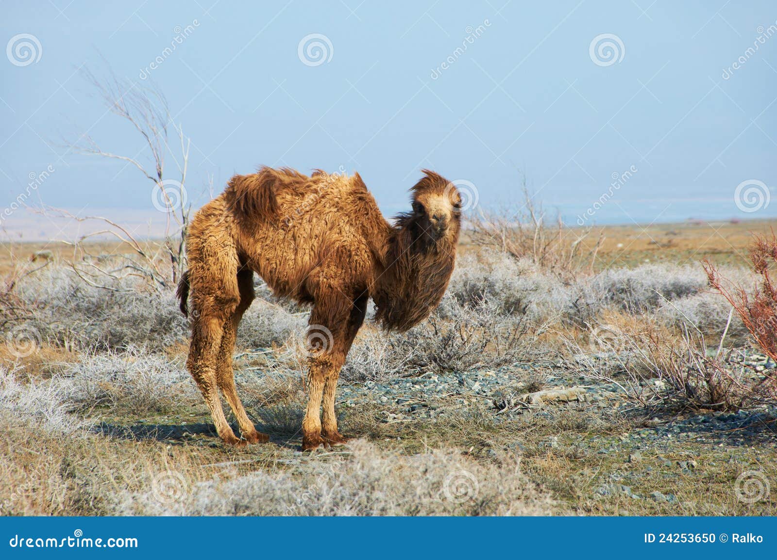 Small Camel Stock Photo - Image: 24253650