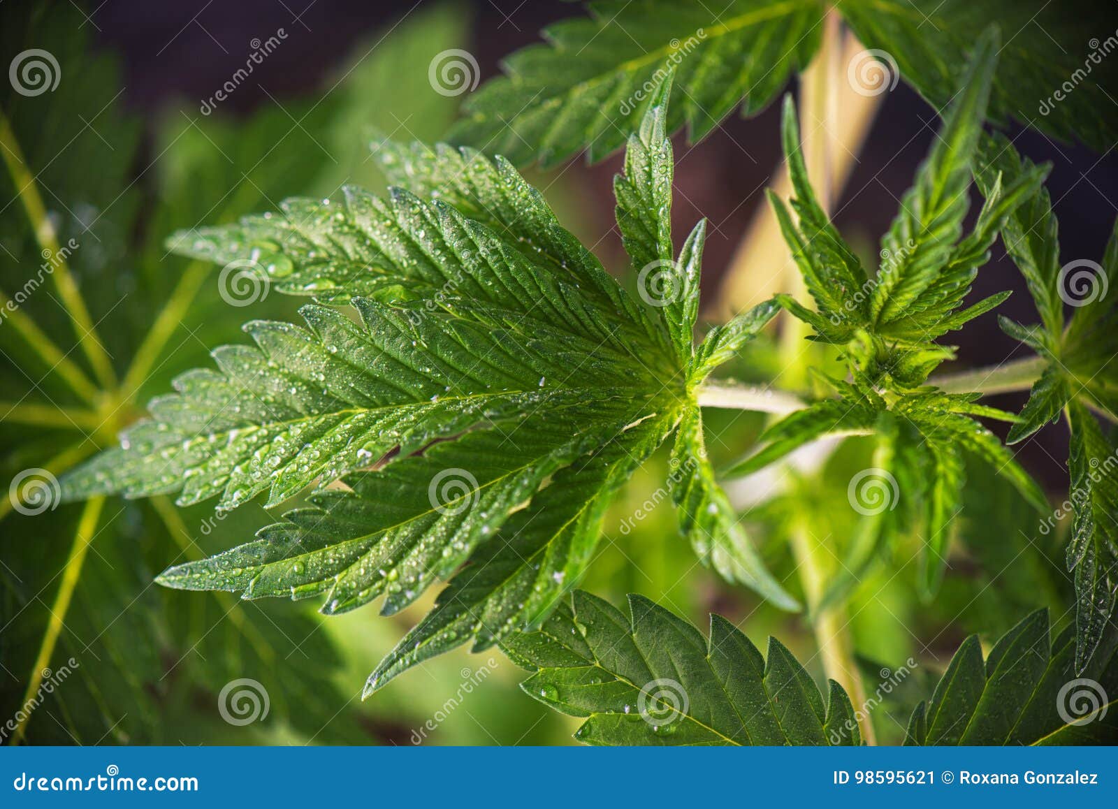dark angel strain dark angel strain