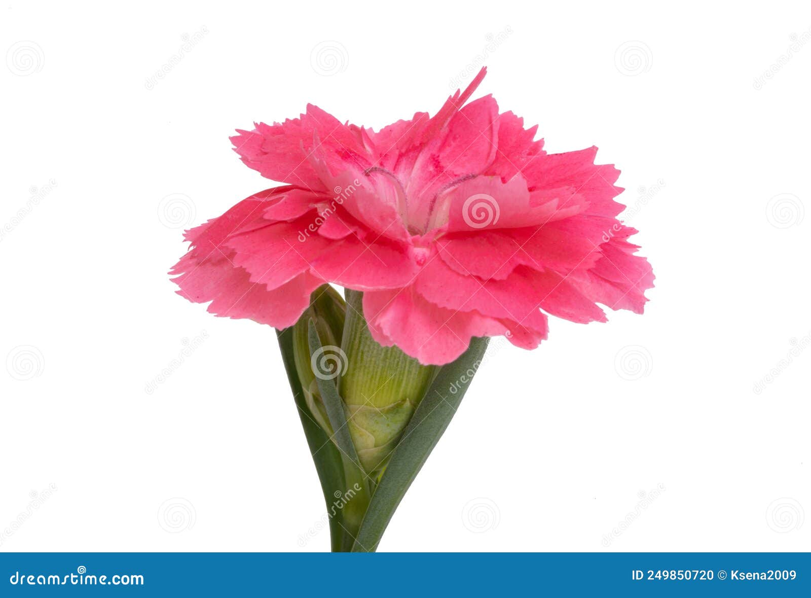 Small carnation isolated stock photo. Image of native - 249850720