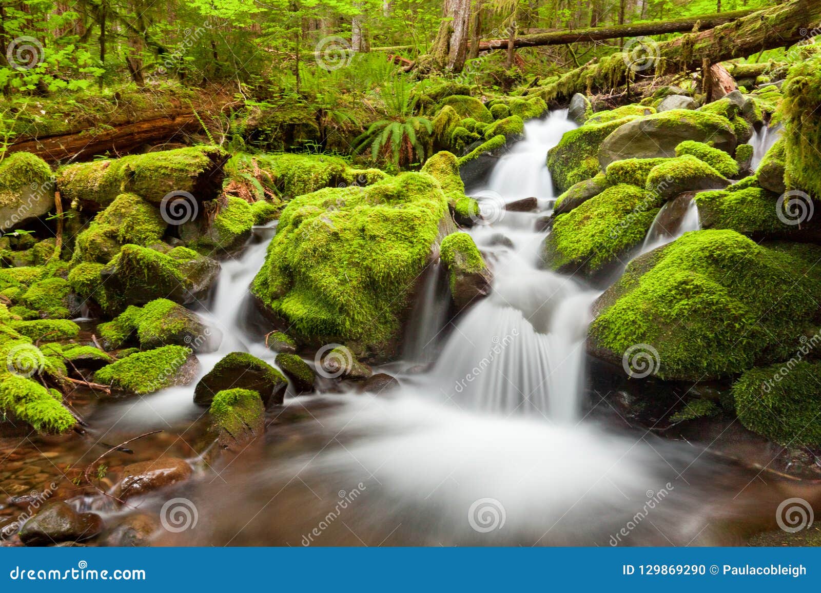 a small cascade flowing near sol duc falls, olympic national for