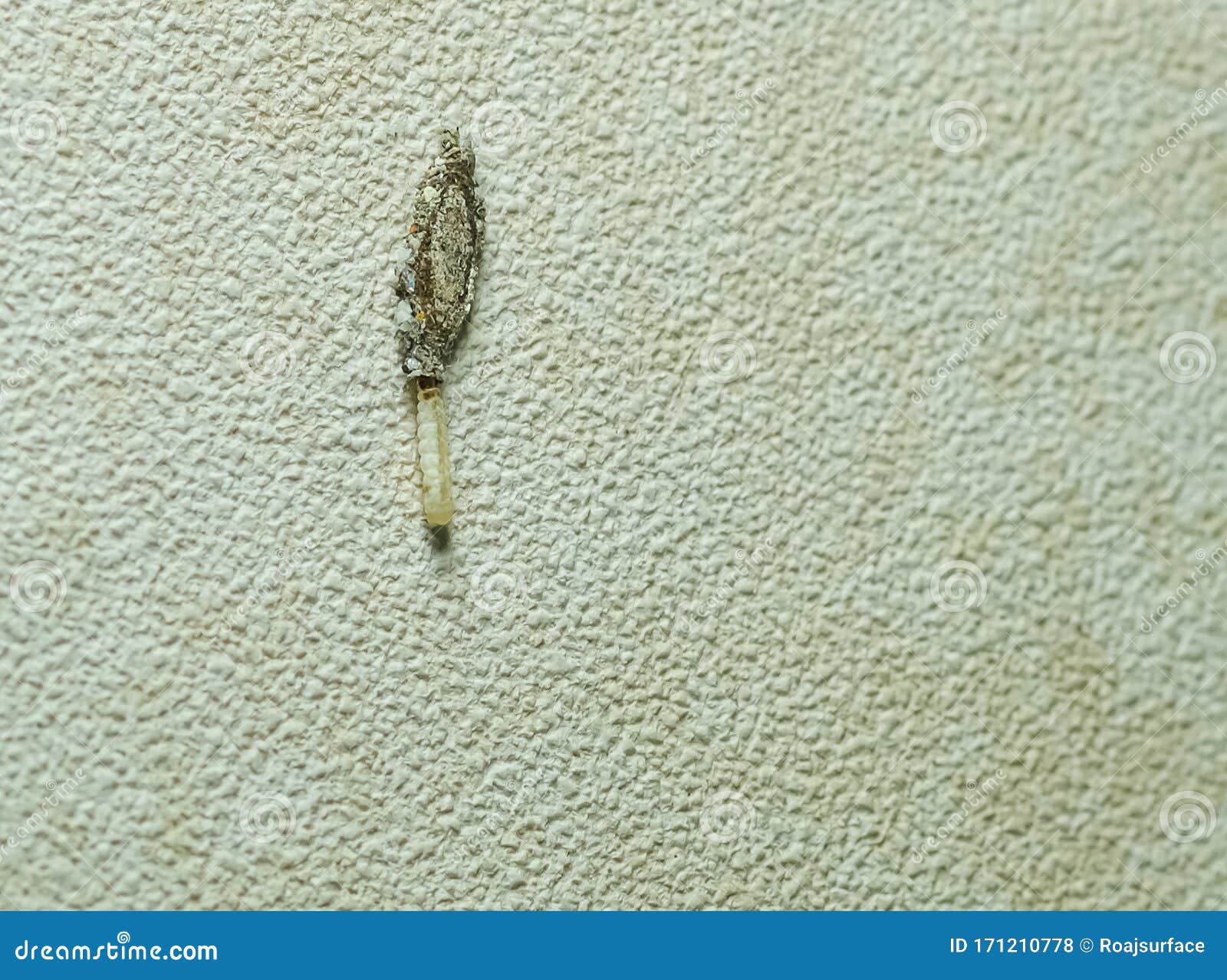 Small Casing Worm Animal Out of Sheath Hanging on Wallpaper Stock Photo ...