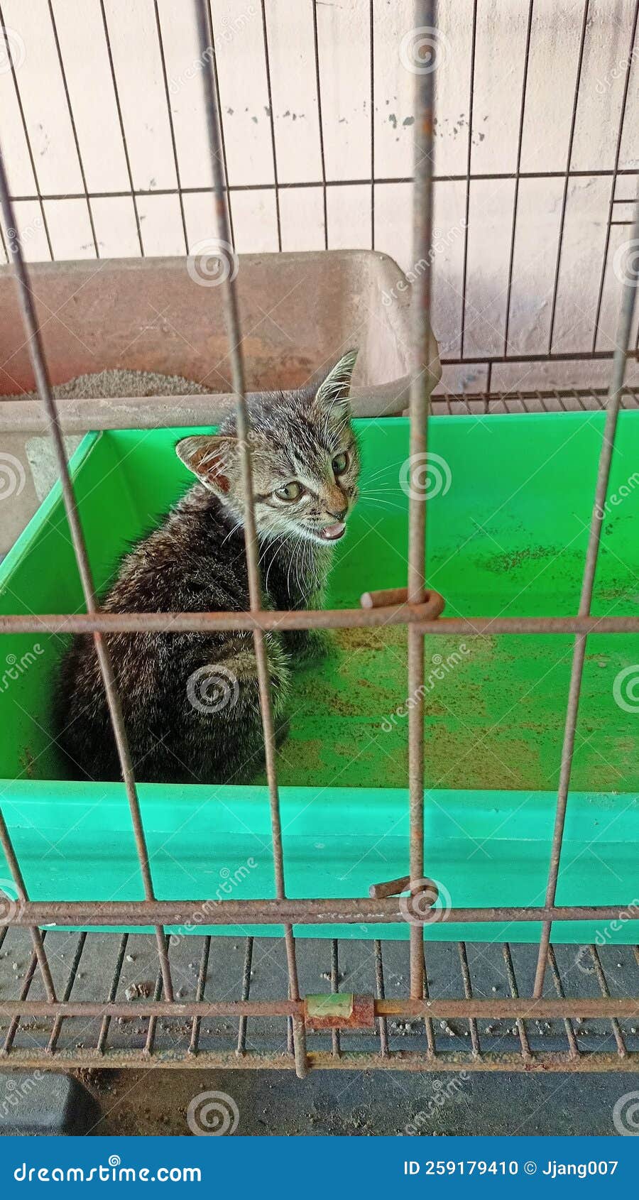 Small Cat in Cage Cute Pets Stock Photo Image of backyard, grass