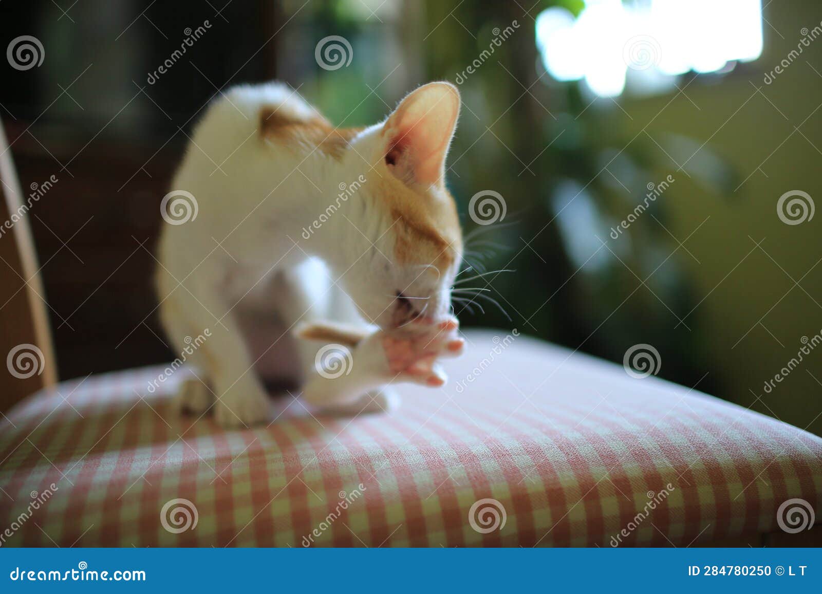 Small cat clean its paw stock photo. Image of love, animal 284780250